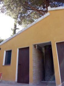 Pino 1