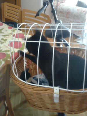 Mi gato Fray en la cesta de la bici